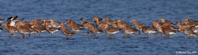 Black-tailed Godwit - Grutto
