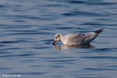 Black-headed Gull - Kokmeeuw - Larus ridibundus