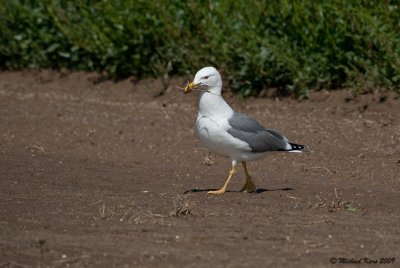 Yellow-legged Gull - Geelpootmeeuw 