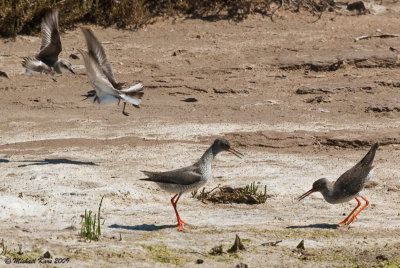 Kentinsh Plover - Strandplevier 