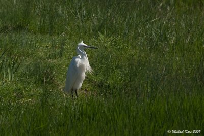 Little Egret - Kleine Zilverreiger 