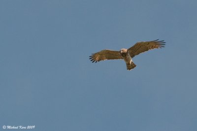 Short-toed Eagle - Slangenarend 