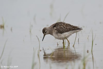 Wood Sandpiper - Bosruiter 