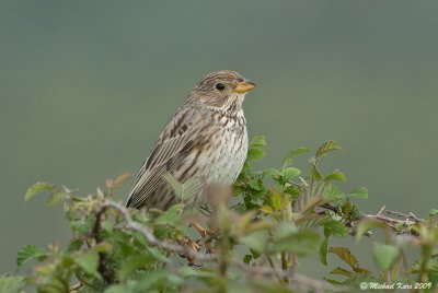 Corn Bunting - Grauwe_Gors 