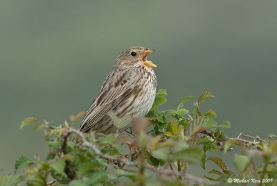 Corn Bunting - Grauwe Gors 