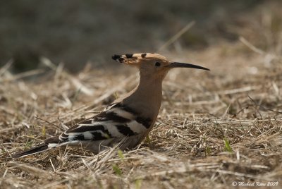 Hoopoe - Hop 