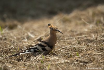 Hoopoe - Hop 