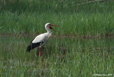White Stork - Ooievaar 