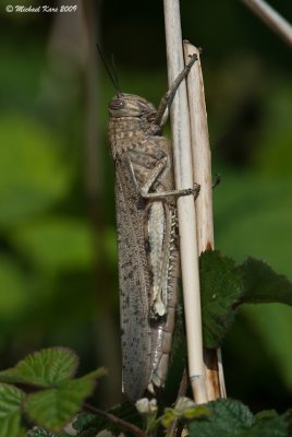  Egyptian Grashopper - Bloemkoolsprinkhaan  