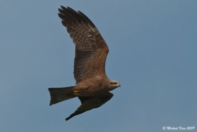 Black Kite - Zwarte Wouw 
