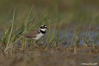 Little Ringed Plover - Kleine Plevier 