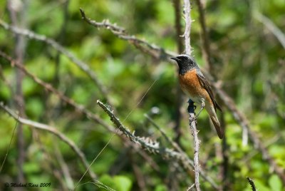 Common Redstart - Gekraagde Roodstaart 
