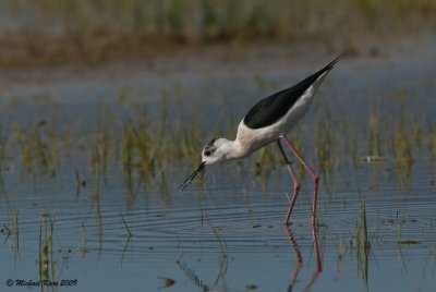 Black-winged Stilt - Steltkluut  