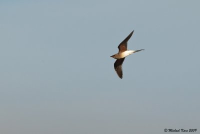 Collard Pratincole - Vorkstaartplevier 