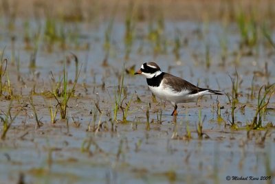 Greater Ringed Plover - Bontbekplevier 