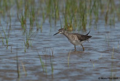 Wood Sandpiper - Bosruiter 