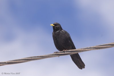 Yellow-billed Cough - Alpenkauw 
