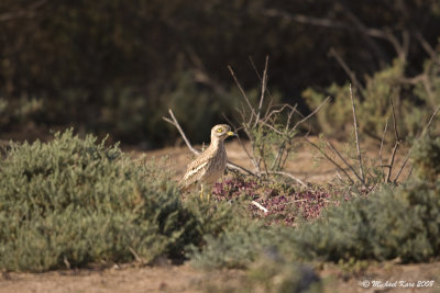 Stone Curlew - Griel 