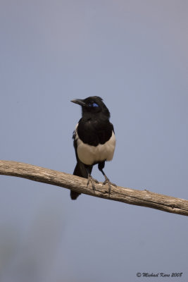 Moroccan Magpie - Ekster