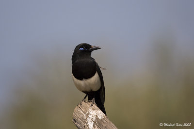 Moroccan Magpie - Ekster 