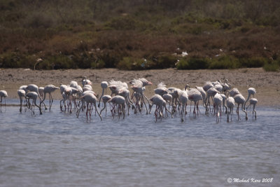 Greater Flamingo - Flamingo 