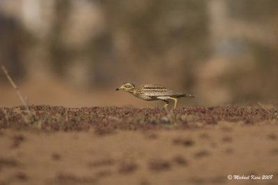 Stone Curlew - Griel 