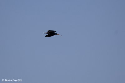 Bald Ibis - Heremietibis 