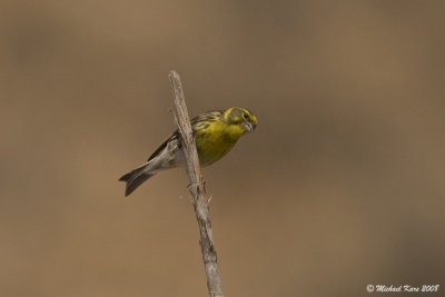 European Serin - Europese Kanarie 