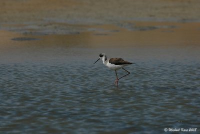 Black-winged Stilt - Steltkluut 