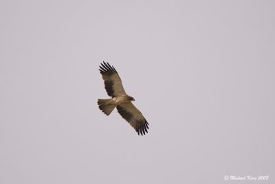 g3/50/890750/3/122855823.mpE1Lryl.jpg