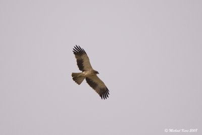 Booted Eagle - Dwergarend 