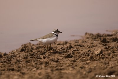  Little Ringed Plover - Kleine Plevier