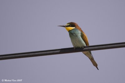 Bee-eater - Bijeneter 