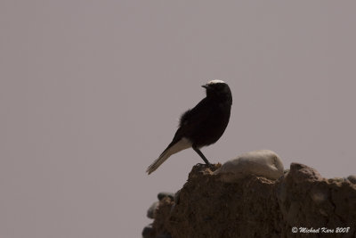 White-crowned Black Wheateater - Witkruintapuit 