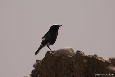 White-crowned Black Wheateater - Witkruintapuit 