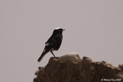 White-crowned Black Wheateater - Witkruintapuit 