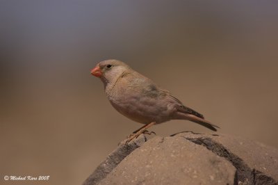 Trumpeter Finch - Woestijnvink 