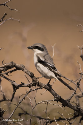 Southern Grey Shrike - Zuidelijke Klapekster 