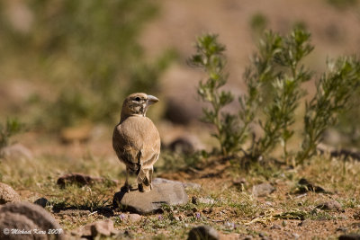 Thick-billed Lark - Diksnavelleeuwerik  