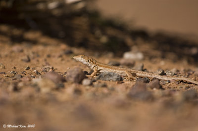 Acanthodactylus erythrurus belli