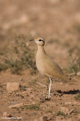 Cream-coloured Courser - Renvogel 