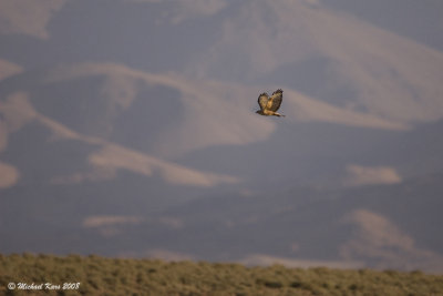 Long-legged Buzzard - Arendbuizerd  