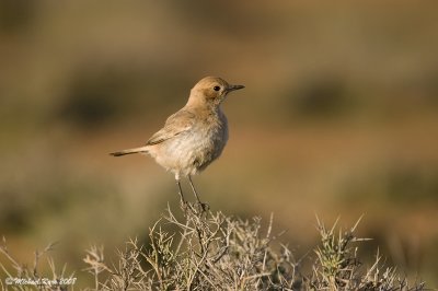 Red-tailed Wheatear - Roodstuittapuit 