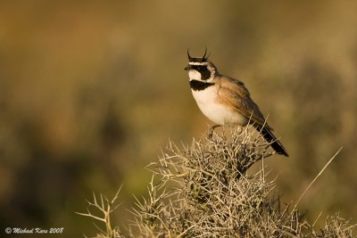 Temminck's Horned Lark - Temmincks Strandleeuwerik