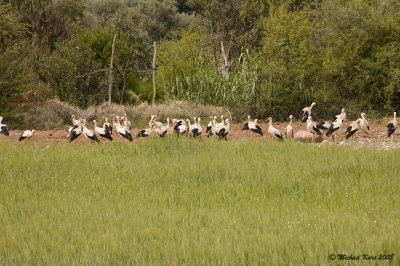 White Stork - Ooievaar 