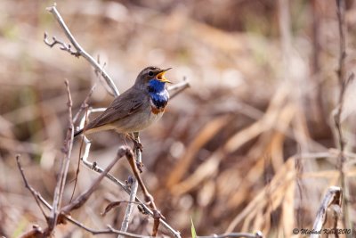  Bluethroat - Blauwborst 