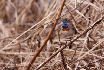  Bluethroat - Blauwborst 
