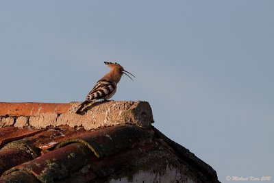 Hoopoe - Hop 