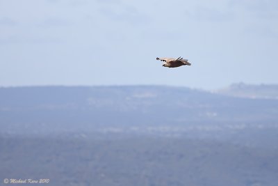 Griffon Vulture - Vale Gier 