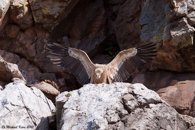 Griffon Vulture - Vale Gier 